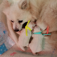 Cuccioli di Volpino Italiano