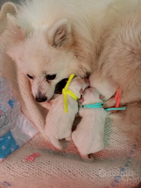 Cuccioli di Volpino Italiano