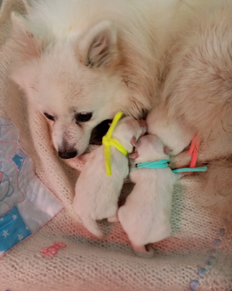 Cuccioli di Volpino Italiano