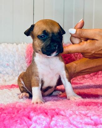 Cuccioli di Amstaff - American Staffordshire