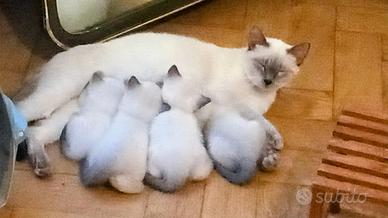Gattini siamesi thai anche Blue point