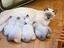 Immagine 1