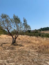 Terreni agricoli