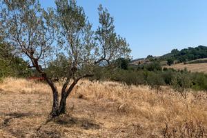 Terreni agricoli