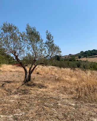 Terreni agricoli