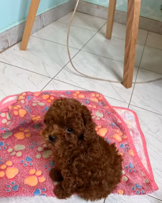 Cucciola Barboncino Mini Toy