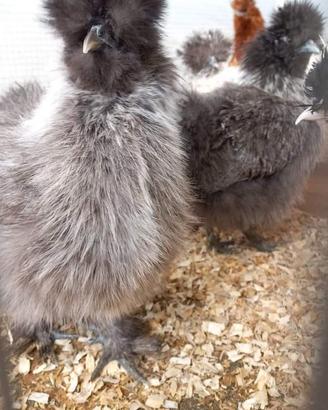 Galline ornamentali