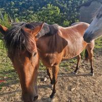 Cavalla 4 anni e mezzo super brava