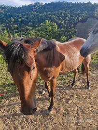 Cavalla 4 anni e mezzo super brava