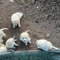 Cuccioli di Maremmano