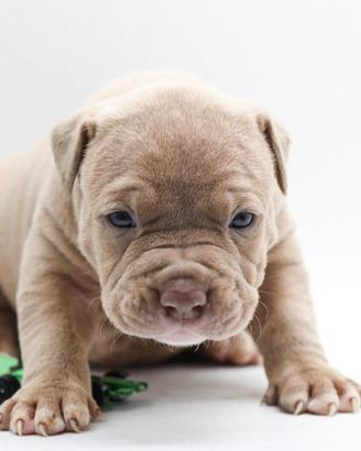 Ultimo cucciolo disponibile