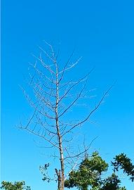 Appostamento fisso di caccia ai tordi