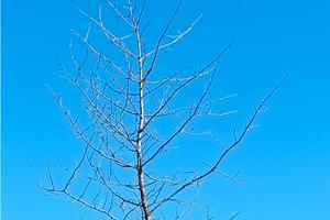 Appostamento fisso di caccia ai tordi