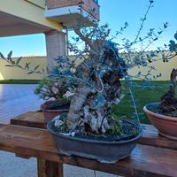 Olivastro pre bonsai