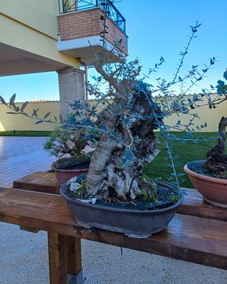 Olivastro pre bonsai