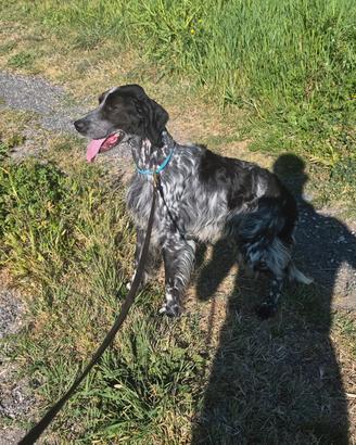 Setter cuccioloni