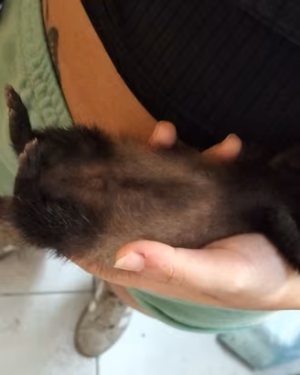 Animali