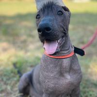 Cane nudo Messicano (xoloitzcuintli)