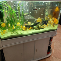 Pesci Discus per acquario