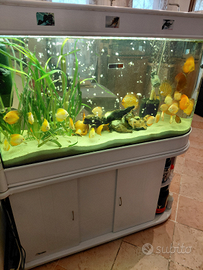 Pesci Discus per acquario