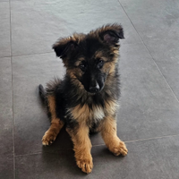 Cucciolo pastore tedesco