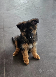 Cucciolo pastore tedesco