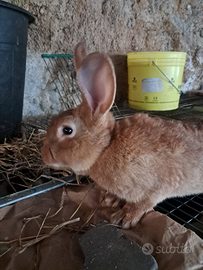 Conigli taglia media