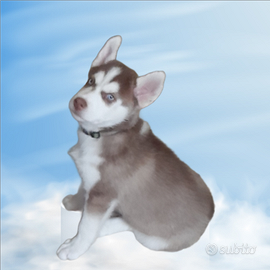 Cucciolo obbediente di 2 mesi