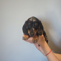 Cuccioli di bassotto cioccolato e arlecchino