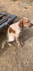 Setter inglese femmina
