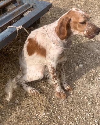 Setter inglese femmina