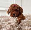 barboncini-toy-cuccioli-red-barboncino-puppy