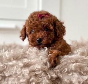 BARBONCINI TOY CUCCIOLI RED - BARBONCINO puppy