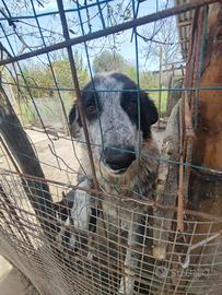 Cucciola meticcia 1 anno