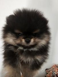 Spitz pomerania con pedigree