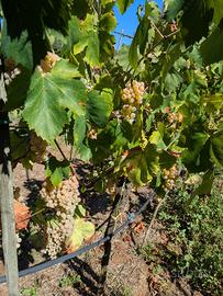 Uva da vino bianca  (Trebbiano e Malvasia)