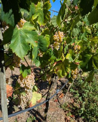 Uva da vino bianca  (Trebbiano e Malvasia)
