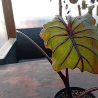 pianta di colocasia  Pharaohs  Mask