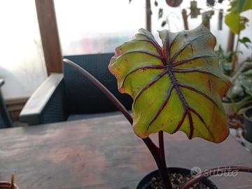 pianta di colocasia  Pharaohs  Mask