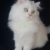 Cuccioli British longhair con pedigree