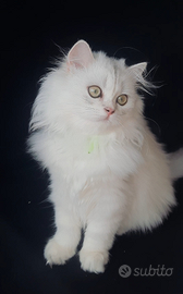 Cuccioli British longhair con pedigree