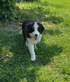 Cuccioli Border Collie