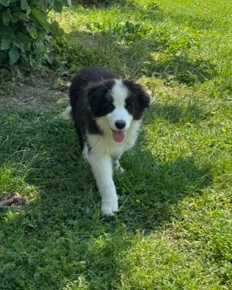 Cuccioli Border Collie