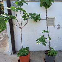 Piante di fico