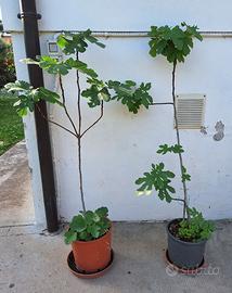 Piante di fico