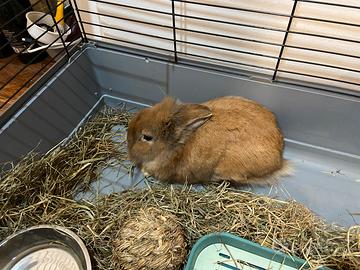 Coniglio nano testa di leone