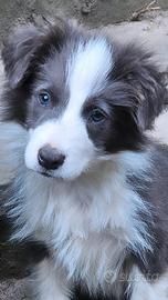 Border collie pedigree blu