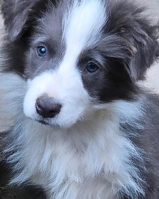 Border collie pedigree blu