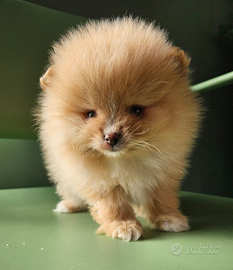 Cucciolo maschio di Pomerania