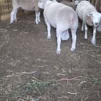 Montone texel linea francese